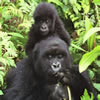 2 Day Gorilla Tour Rwanda
