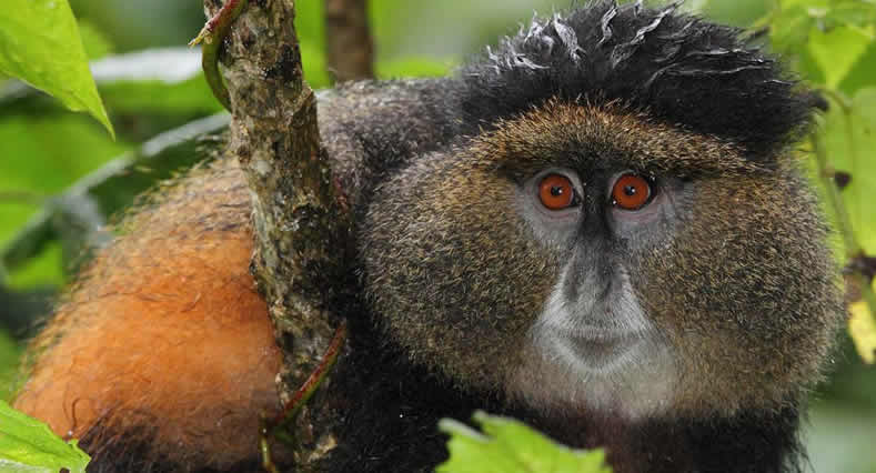 Golden Monkey Tracking