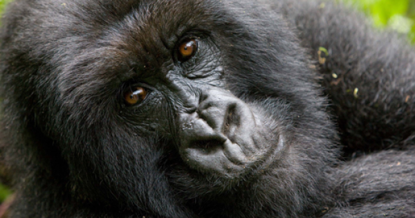 Rwanda Gorilla Safaris